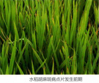 水稻胡麻斑病
