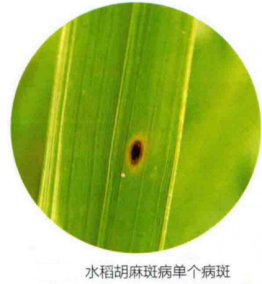 水稻胡麻斑病