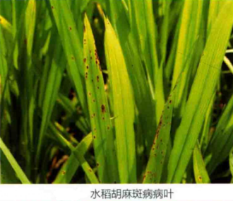 水稻胡麻斑病