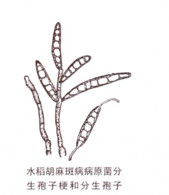 水稻胡麻斑病病原