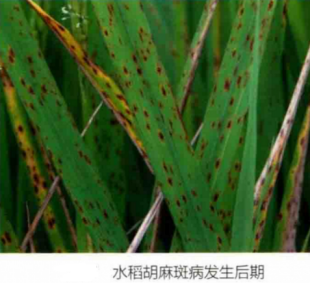 水稻胡麻斑病