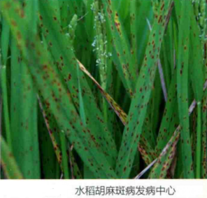 水稻胡麻斑病