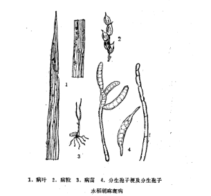 水稻胡麻斑病病原
