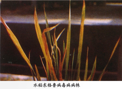 水稻东格鲁病毒病病株