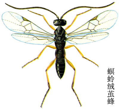 稻螟蛉天敌——螟蛉绒茧峰