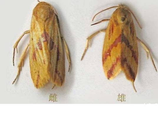 稻螟蛉相关图