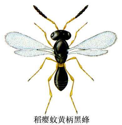 稻瘿蚊
