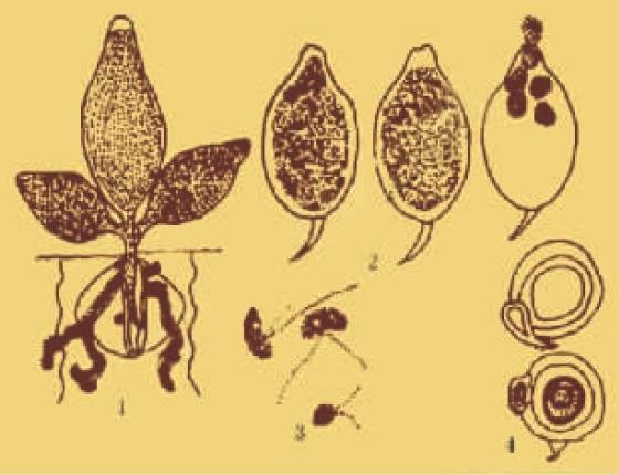 大孢指疫霉水稻变种：1.孢囊梗及孢子囊从稻叶气孔中伸出；2.孢子囊；3.孢子囊萌发释放出游动孢子；4.雄器、藏卵器和卵孢子