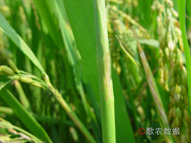 初为为暗褐色小斑，边缘模糊