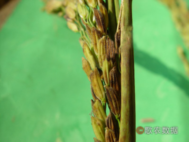 叶鞘内的幼穗部分或全部枯死成为枯孕穗