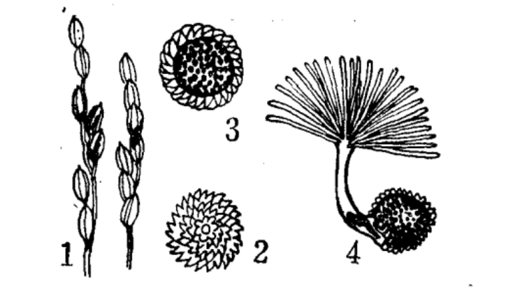 水稻粒黑粉病，注：1.病穗 2、3.厚垣孢子 4.厚垣孢子萌发产生先菌丝及小孢子