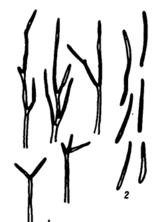 水稻一柱香病
