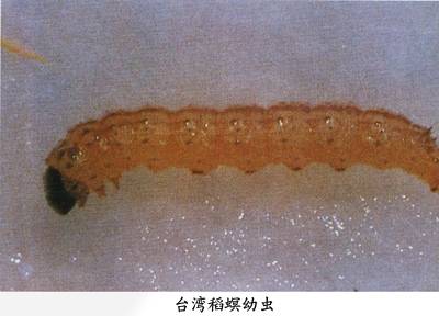 台湾稻螟相关图