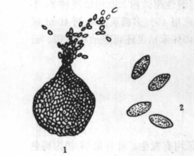 1.分生孢子器及分生孢子2.分生子孢子放大
