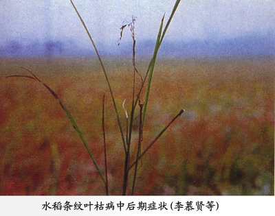 水稻条纹叶枯病中后期症状