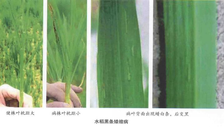 水稻黑条矮缩病