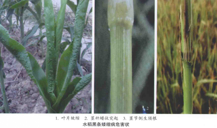 水稻黑条矮缩病