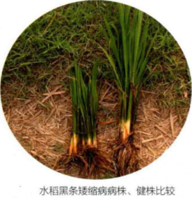 水稻黑条矮缩病