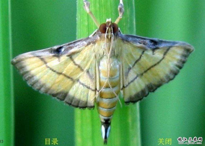 稻纵卷叶螟成虫图