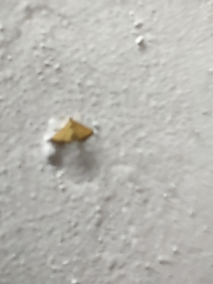 稻纵卷叶螟