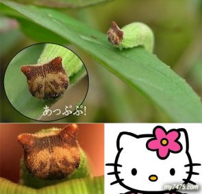 稻眼蝶幼虫