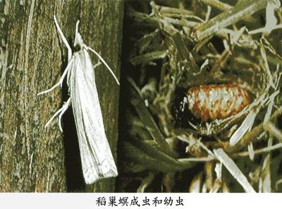 稻巢螟相关图