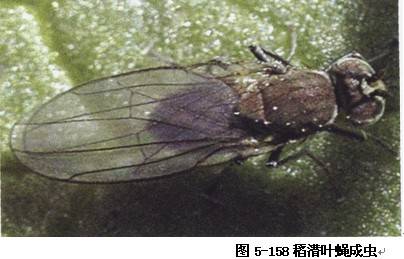 水稻稻潜叶蝇相关图