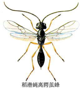 水稻稻潜叶蝇
