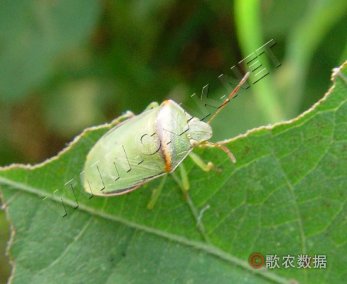 稻绿蝽—黄肩型成虫