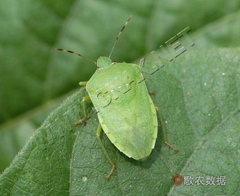 稻绿蝽