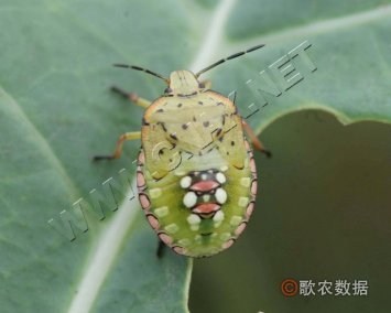 稻绿蝽