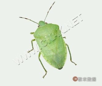 全绿型成虫