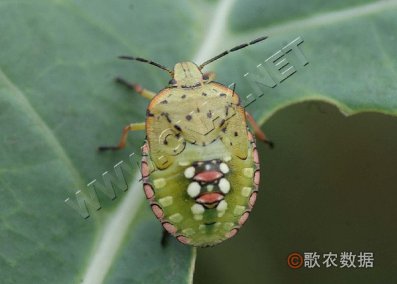 稻绿蝽—若虫
