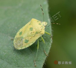 稻绿蝽—点斑型成虫