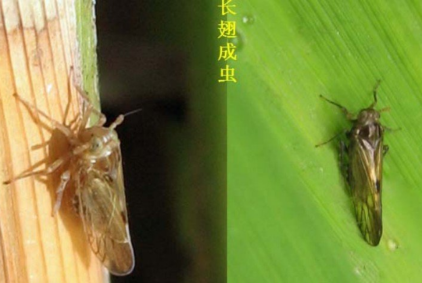 褐飞虱
