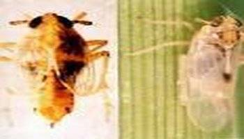 白背飞虱相关图