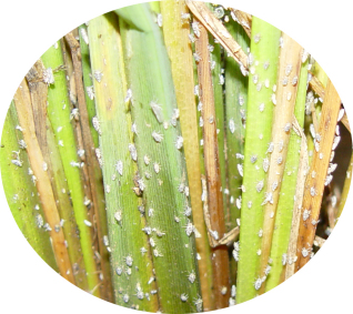 白背飞虱