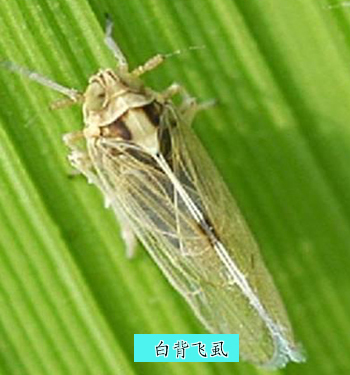 白背飞虱