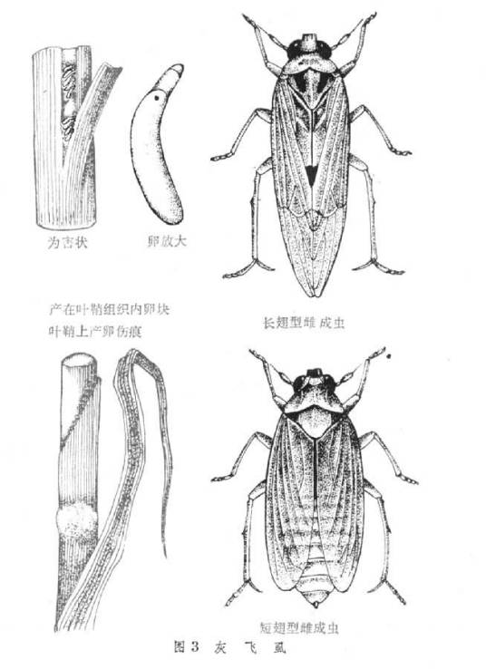 灰飞虱相关图