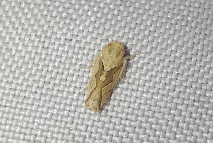 电光叶蝉