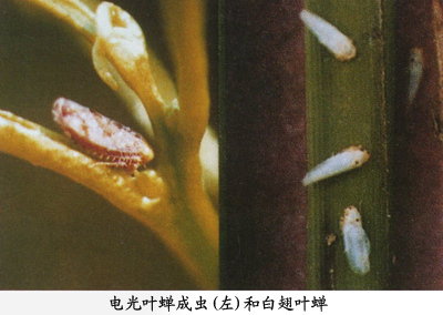 白翅叶蝉