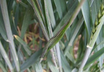 小麦秆黑粉病