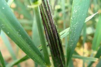 小麦秆黑粉病