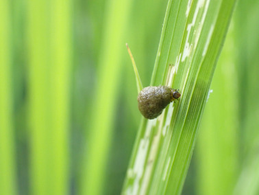 水稻负泥虫