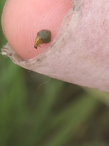 水稻负泥虫