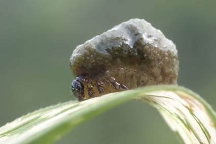 水稻负泥虫