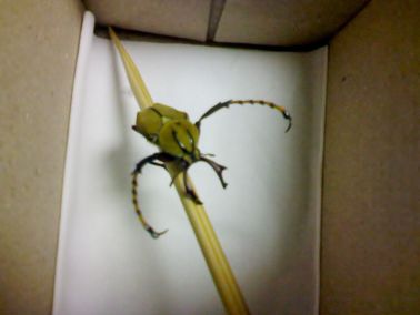稻铁甲虫