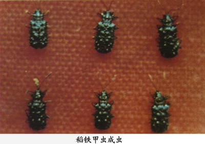 稻铁甲虫