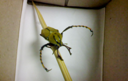 稻铁甲虫