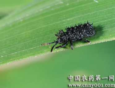 稻铁甲虫